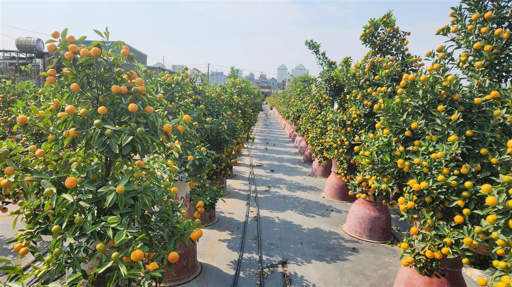 Làng quất Tứ Liên vào vụ đón Tết